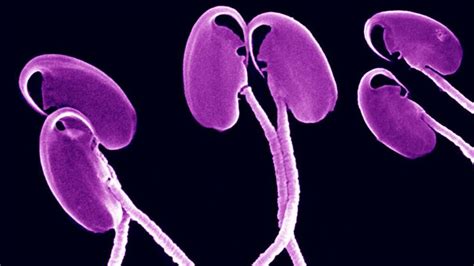 caravanas de espermatozoides para hembras promiscuas ciencia el paÍs