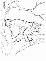 Bobtail Cats Manx Breed Catsincare sketch template