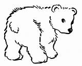 Osos Faciles Imagui Mewarnai Polar Omnivoros Ursos Animais Animalitos Beruang Pelos Iluminar Pintarcolorir Paud Tk Colorea Imagens Animale Tiernos Tiere sketch template
