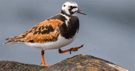 ruddy turnstone life history all about birds cornell lab of ornithology