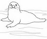 Seal Coloring Harp Baby Weddell Pages Seals sketch template