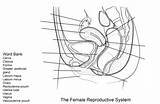 Reproductive Reproductor Femenino Colorear Aparato Feminino Reprodutor Supercoloring Desenho Urinary Anatomia Riproduttivo Maschile Femminile Physiology Bladder sketch template