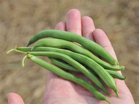 beans blue lake bush bean baker creek heirloom seed  beans