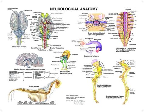equine neurological system anatomy chart neurological system horse