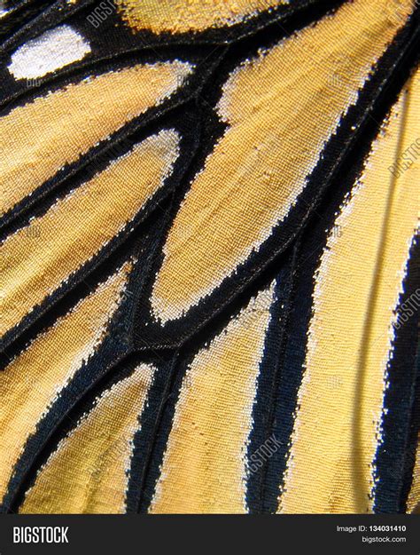 monarch butterfly wing image photo  trial bigstock