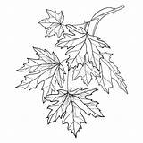 Ausmalbilder Ornate Foliage Herbst Zweig Grafiken Contour Ahorn Blätter Isoliert Umriss Verzierten Weißem sketch template