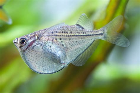 hatchet fish characteristics habitats care
