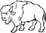 Coloring Bison Pages Buffalo Drawing sketch template