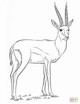 Gazelle Springbok Supercoloring Oryx Thomson sketch template
