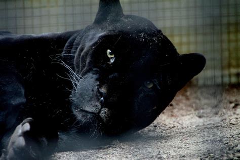 schwarzer panther foto bild tiere zoo wildpark falknerei