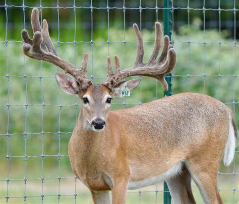whitetails mcnificent   produce deer breeder  texas