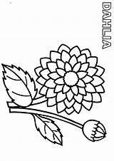 Dahlia Pages Coloring Flower Drawing Color Printable Flowers Flowercoloring Print Getcolorings Unique sketch template