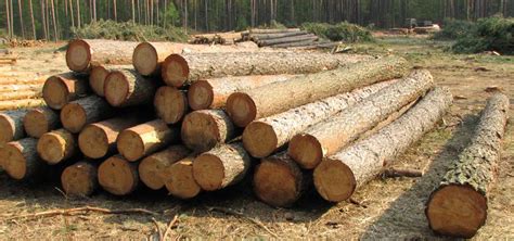 pine logs wholesale pine wood logs hk wood trading llc