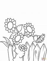Coloring Fence Sunflowers Sunflower Pages Near Printable Flowers Flower Drawing Supercoloring sketch template