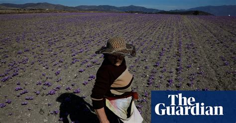 Saffron Harvest In Greece – In Pictures Art And Design The Guardian