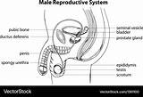 Reproductive Labeled sketch template