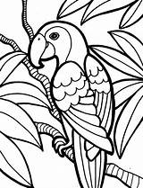 Sketsa Papagaio Burung Hewan Cendrawasih Marimewarnai Kidscp Terbaik Esses Começarem Demais Pequeninos Variedade Hora Fofinhos Ter São Poplembrancinhas sketch template