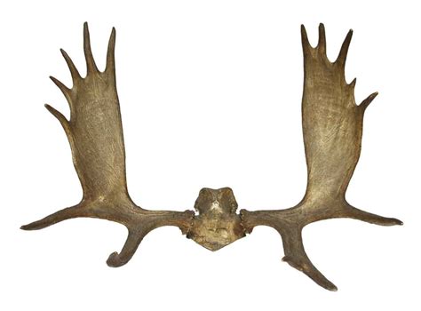 large moose antlers olde good