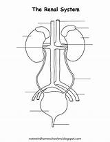 Renal Labeled sketch template