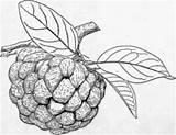 Squamosa Annona Apple Fruit Sugar Fig Tropical Favorite Tree India Parts Situations Succeeds Particularly Dry America Many Well sketch template