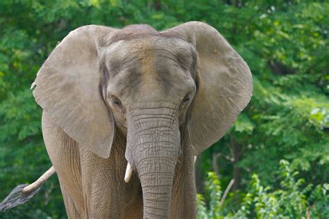 african elephant head  ryan poplin flickr