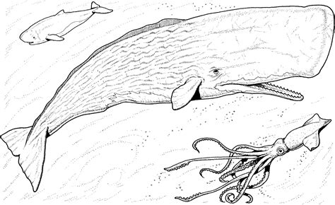 humpback whales coloring pages coloring home