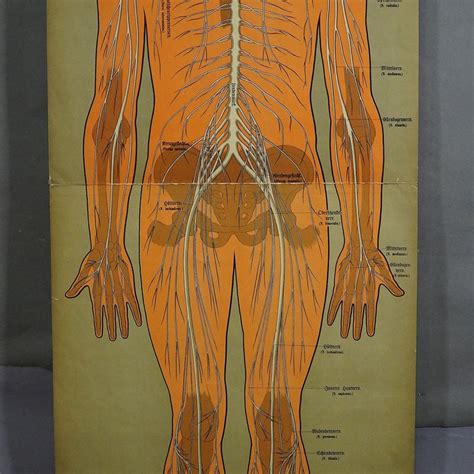 Antique Anatomical Wall Chart Depicting The Human Nervous System