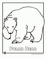 Endangered Animals Coloring Pages America Rainforest Bear Polar North Color Ocean Animal Kids Woojr Choose Board sketch template