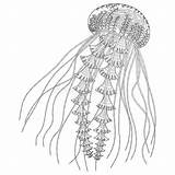 Jellyfish Detailed sketch template