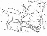 Deer Herten Reh Kleurplaten Mewarnai Cerf Veado Hirsch Binatang Sketsa Rusa Cervo Floresta Malvorlage Animierte Hert Ausmalbild Animasi Kolorowanki Hewan sketch template