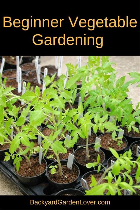 beginners guide to vegetable gardening vegetable gardening for