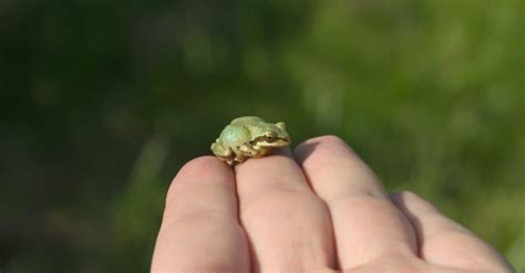 whats  baby frog called   amazing facts   animals