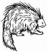 Porcupine Coloring Pages Porcupines Prickly Color Printable Friend Letter Book Drawing Kids Supercoloring Animal Preschool Print Crafts Cape Outline Letters sketch template