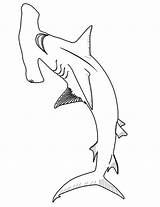 Hammerhead Colorear Tiburón Kleurplaat Haai Sharks Tiburones Printactivities sketch template