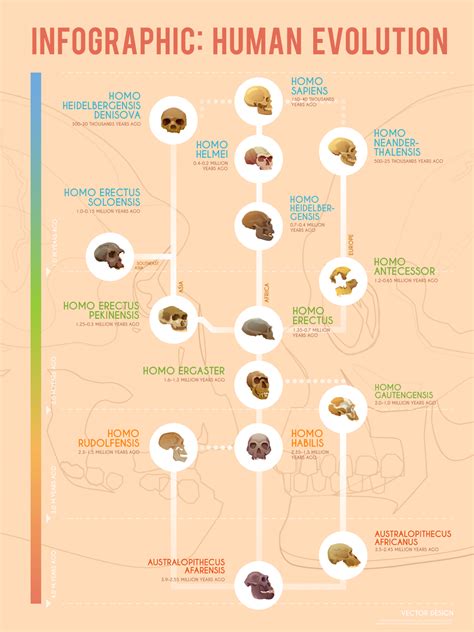 human evolution  timeline  early hominids infographic earth