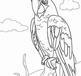 Macaw Drawing Scarlet Coloring Getdrawings sketch template