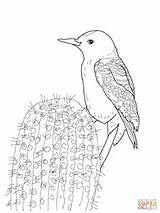 Woodpecker Gila Coloring Pages Printable Drawing Woodpeckers Flicker Northern Categories Supercoloring sketch template