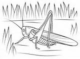 Coloring Cricket Katydid Bush Pages sketch template