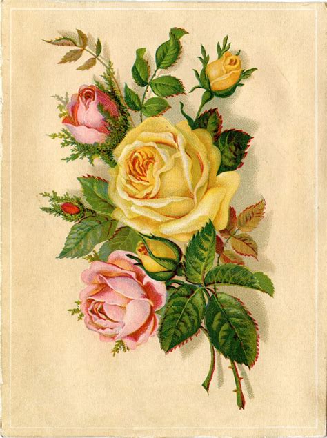 vintage stock images yellow  pink roses  graphics fairy