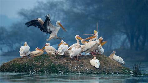 bharatpur bird sanctuary history species ticket price