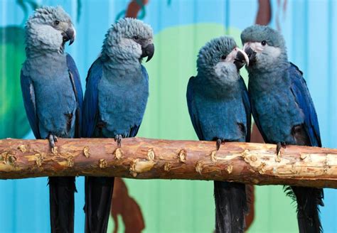 spixs macaw bird  inspired rio   extinct   wild