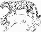 Leopard Coloring Pages Cougar Cheetah Puma Print Animals Printable Color Clipart Tigers Drawing Getcolorings Comments Coloringhome Getdrawings Library Search Sheet sketch template