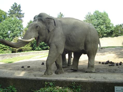 indian elephant bull  babypuk  deviantart
