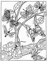 Coloring Pages Magique Butterfly Coloriage Papillon Flower Butterflies Birds Color Imprimer Printable Adults Online Animal Print Papillion Gemt Sheets Hellokids sketch template