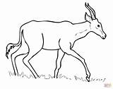 Oryx Antilope Arabian Ispirazione sketch template