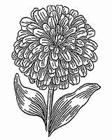 Zinnia Coloring Designlooter Flower Printable 1800px 52kb 1440 1134 sketch template