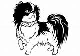 Tzu Shih Coloring Dog Pages Papillon Printable Getcolorings Color sketch template