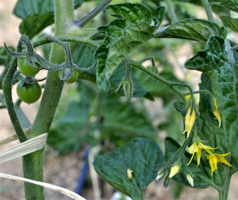 el cultivo del tomate crecimiento  floracion agrorganics huerto frutales  jardin