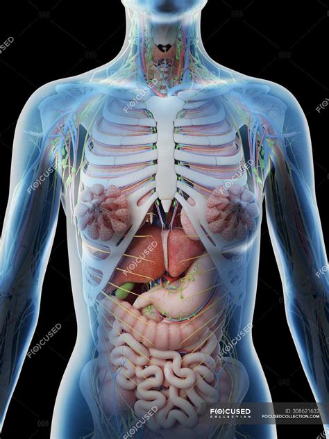 female upper body anatomy  internal organs computer illustration mammary glands healthy