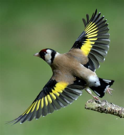 goldfinch  thriftyfun